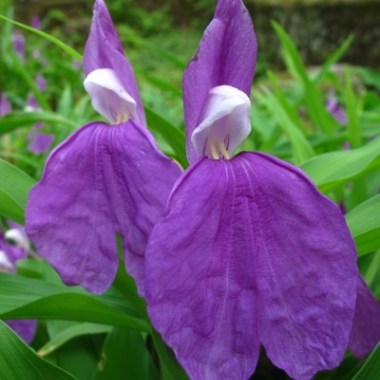 auriculata