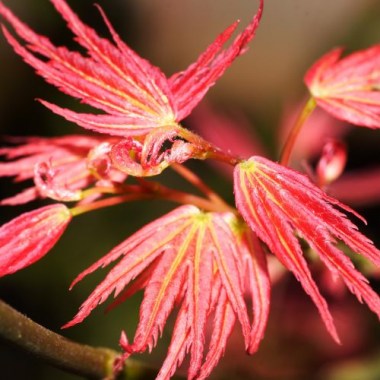 b022311-faecher-ahorn-wilsons-pink-dwarf-75985-0