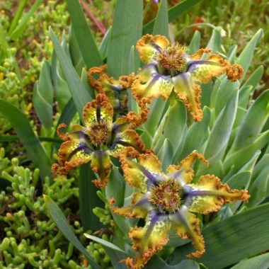 base---ferraria_variabilis_jav2