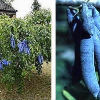 blaugurke21