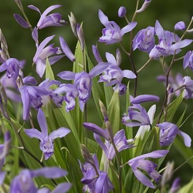 bletilla-blue_dragon-1