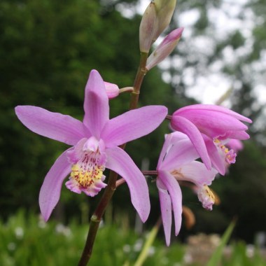 bletilla-brigantes.i-10507.s-65947.r-2_1024x1024