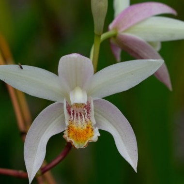 bletilla-candles-in-the-wind.i-15761.s-66600.r-1_1024x1024