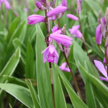 bletilla-striata-albostriata.i-1859.s-62266.r-1_1024x1024