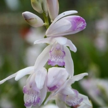 bletilla-striata-kuchibeni.i-1860.s-62267.r-1_d18b9d84-bd55-4c86-b12f-07451591660a_400x.progressive