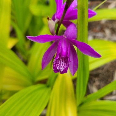 bletilla-striata-ogon.i-2464.s-66500.r-1_1024x1024