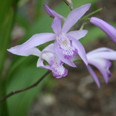 bletilla-striata-soryu.i-8131.s-62686.r-2_1024x1024