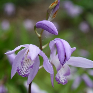 bletilla-striata-soryu.i-8131.s-65950.r-1_1024x1024
