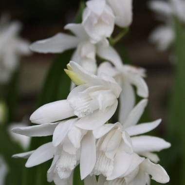 bletilla-striata-white-pearl.i-10443.s-64361.r-1_b9c61744-5445-49af-9571-adca85e15f25_1024x1024