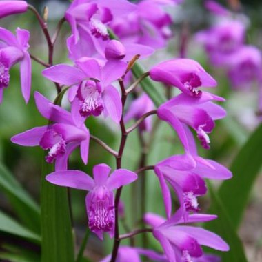 bletilla-striata.i-754.s-62922.r-1_412a6591-4b73-4a0f-aa92-759a77c6502e_400x.progressive