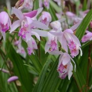 bletilla-yokohama-sweet-lips.i-8927.s-65637.r-1_400x.progressive