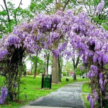 blue-moon-wisteria-vine-for-sale-tree-uk