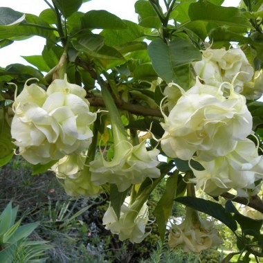brugmansia-4