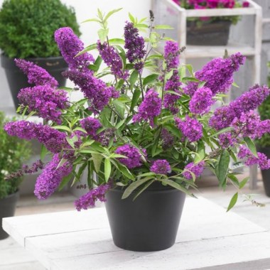 buddleya-davida-tutti-fruti