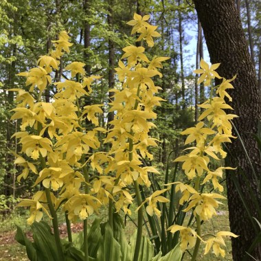 calanthe_striata3