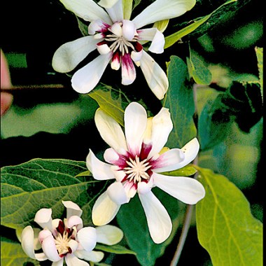 calycanthus__venus_