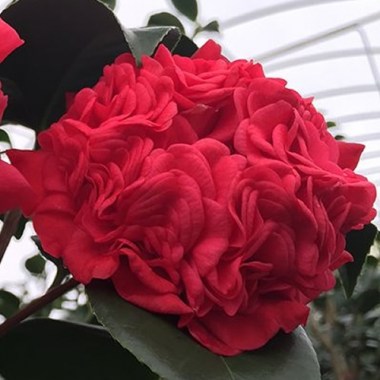 camellia-professor-sargent-11