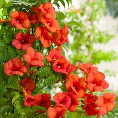 campsis-madam-galen-flowers750x750