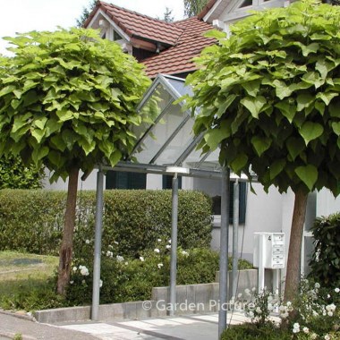 catalpa-bignonioides-nana