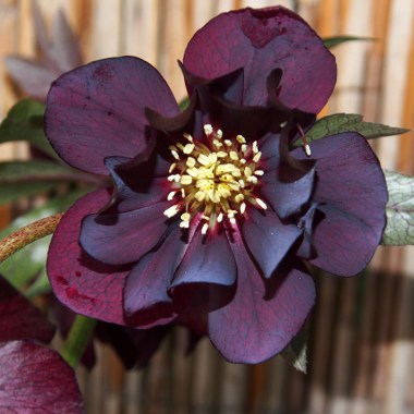 cerise-x
