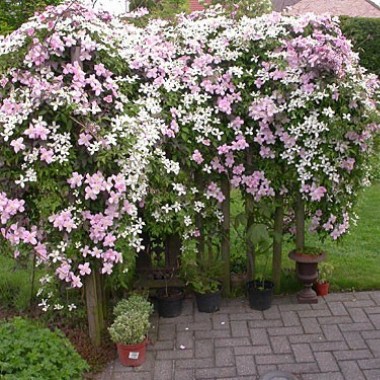 clematis-montana-2009-500x500