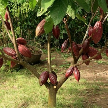 cocoa-propagation-4066