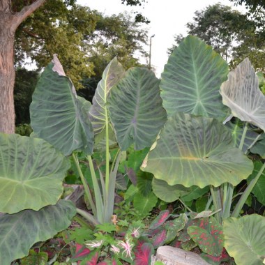 colocasia-g.-maximus