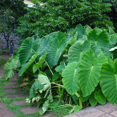 colocasia_esculenta_a