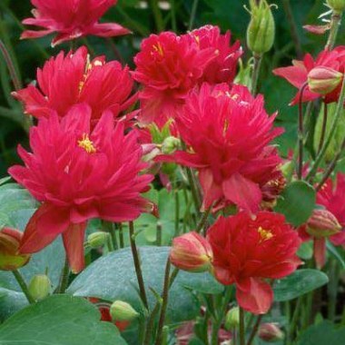columbine-clementine-red