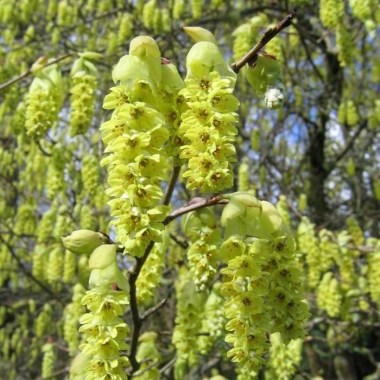corylopsis_will._spring_purple