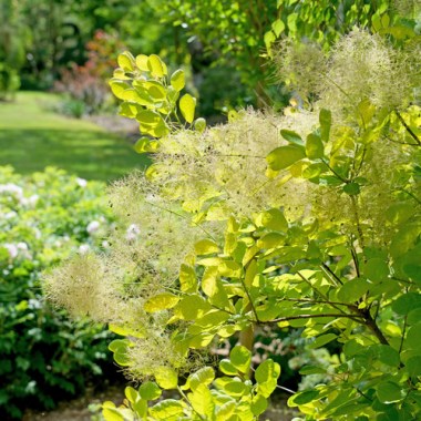 cotinus_winecraft_gold_1