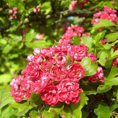 crataegus_media_pauls_scarlet