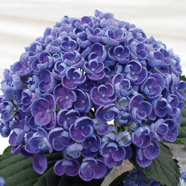 curly-wyrly-blue2