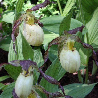cypripedium-inge.i-8529.s-66254.r-1_892e1652-92f3-4233-96f7-cb2d7c1107da_1024x1024