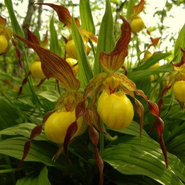 cypripedium-parviflorum-in-pvanvelsir
