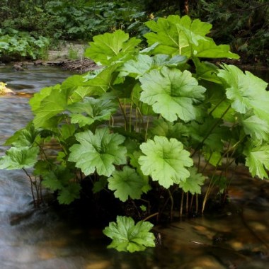 darmera-peltata6