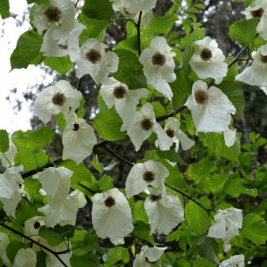 davidia-involucrata-dove-tree-directly-below-041516-314