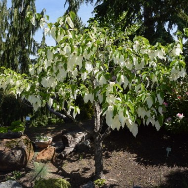 davidia-involucrata-dove-tree-sonoma-041816-104