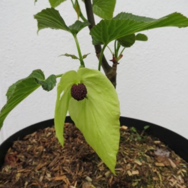 davidia-involucrata-sonoma