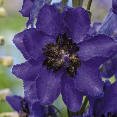 delphinium-elatum-magic-fountains-dark-blue-with-dark-bee-k2400-1