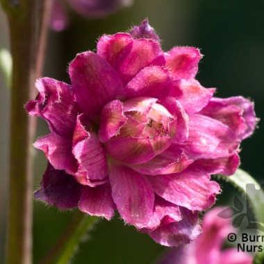 delphinium_flamenco_5900