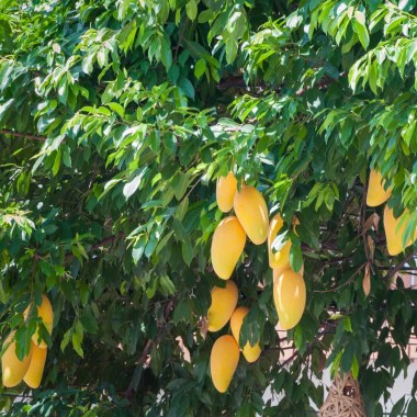 desert-horizon-nursery-valencia-pride-mango