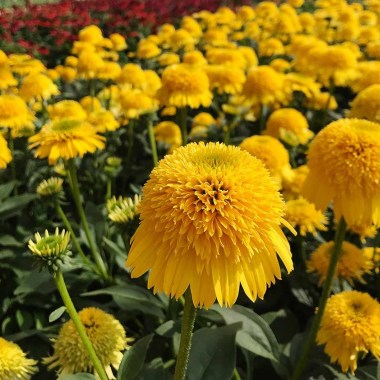 echinacea-cara-mia-yellow-5