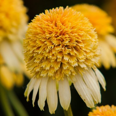 echinacea-lemon-drop_77403_1
