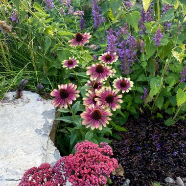 echinacea-sweet-sandia-7