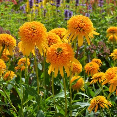 echinacea_secret_glow_4b