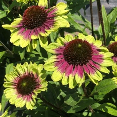 echinacea_sweet_sandia-1