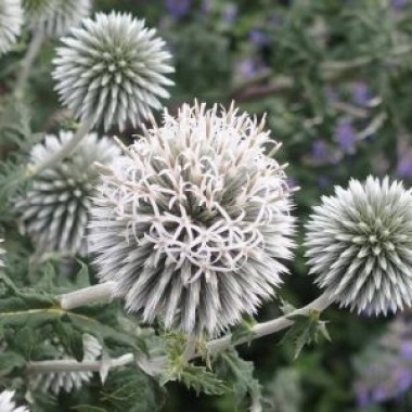 echinops-star-frost-300x300