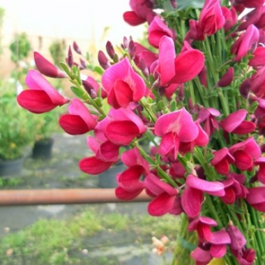 edelginster-boskoop-ruby-cytisus-scoparius-boskoop-ruby-cytisus-scoparius-boskoop-ruby58d3a81e99bdd