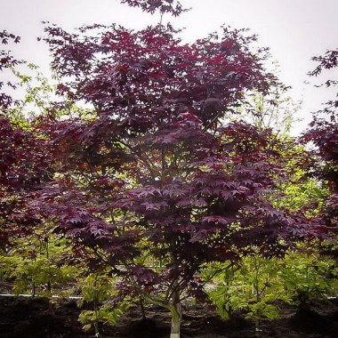 emperor-japanese-maple-1-600x800